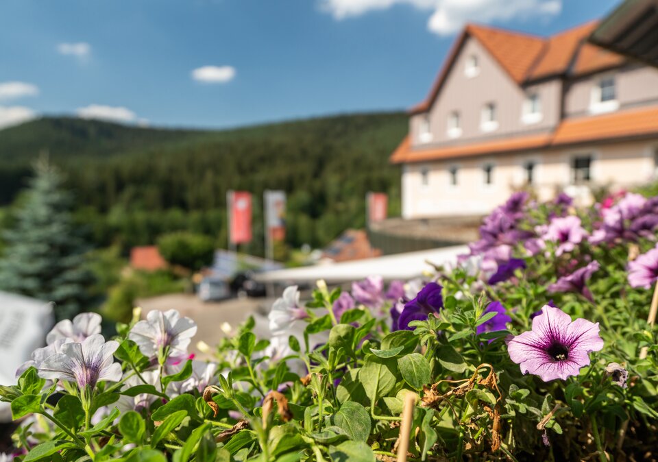 Blumenkasten mit Ausblick auf das Hotel