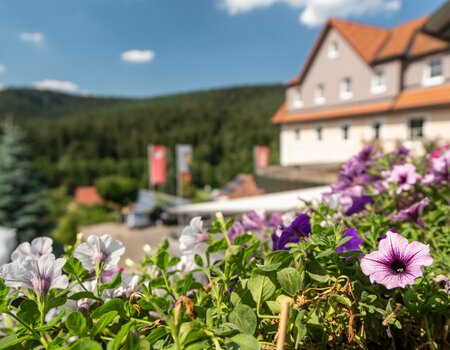 Blumenkasten mit Ausblick auf das Hotel